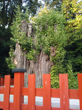 鶴岡八幡宮