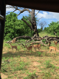 チョベ国立公園２